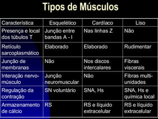 Tipos de Músculos Liso Cardíaco Esquelético Característica RS e líquido extracelular RS e líquido extracelular RS Armazenamento de cálcio SNA, Hs e química local SNA, Hs SN voluntário Regulação da contração Fibras multi-unidades Não Junção neuromuscular Interação nervo-músculo Fibras viscerais Nos discos intercalares Não Junção de membranas Rudimentar Elaborado Elaborado Retículo sarcoplasmático Não Nas linhas Z Junção entre bandas A - I Presença e local dos túbulos T 