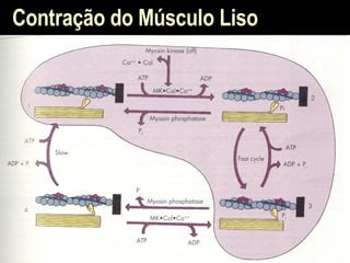 Contração do Músculo Liso 