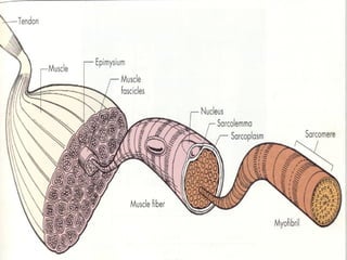 Estrutura Muscular 