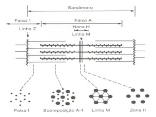 Arranjo Espacial do Sarcômero 