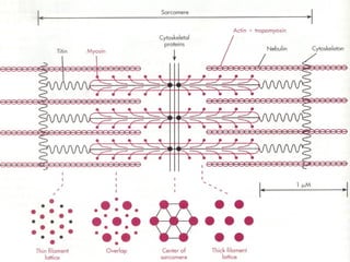 Estrutura Protéica do Sarcômero 