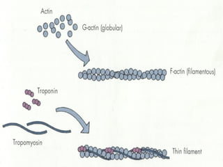 O Filamento de Actina 