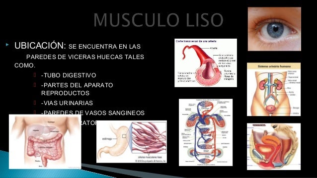 FISIOLOGÍA - MUSCULO LISO FISIOLOGÍA - MUSCULO LISO