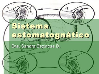 Sistema estomatognático Dra. Sandra Espinosa D. 