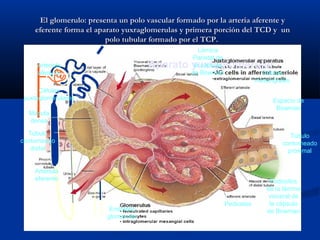 El glomerulo: presenta un polo vascular formado por la arteria aferente yEl glomerulo: presenta un polo vascular formado por la arteria aferente y
eferente forma el aparato yuxraglomerulas y primera porción del TCD y uneferente forma el aparato yuxraglomerulas y primera porción del TCD y un
polo tubular formado por el TCP.polo tubular formado por el TCP.
AA
AE
Aparato yuxtaglomerularArteriola
aferente
Arteriola
eferente
Mácula
densa
Túbulo
contorneado
distal
Células
mesangiales
Espacio de
Bowman
Túbulo
contorneado
proximal
Podocitos
de la lámina
visceral de
la cápsula
de Bowman
Pedicelos
Endotelio
glomerular
Lámina
Parietal de
la cápsula
de Bowman
Células
yuxtaglomerulares
 