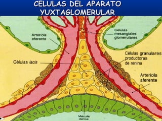 CELULAS DEL APARATOCELULAS DEL APARATO
YUXTAGLOMERULARYUXTAGLOMERULAR
 
