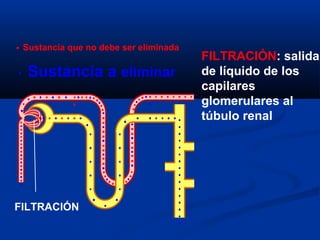 FILTRACIÓN: salida
de líquido de los
capilares
glomerulares al
túbulo renal
FILTRACIÓN
Sustancia a eliminar
Sustancia que no debe ser eliminada
 