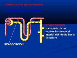 REABSORCIÓN
REABSORCIÓN:
transporte de las
sustancias desde el
interior del túbulo hacia
la sangre
Sustancia a eliminar
Sustancia que no debe ser eliminada
 