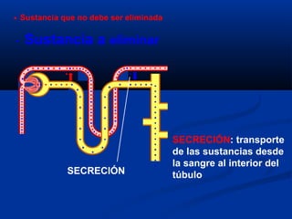 SECRECIÓN
SECRECIÓN: transporte
de las sustancias desde
la sangre al interior del
túbulo
Sustancia a eliminar
Sustancia que no debe ser eliminada
 