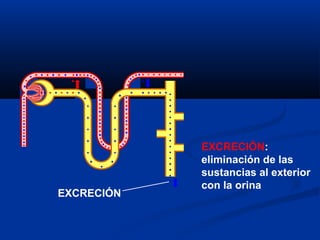 EXCRECIÓN:
eliminación de las
sustancias al exterior
con la orina
EXCRECIÓN
 