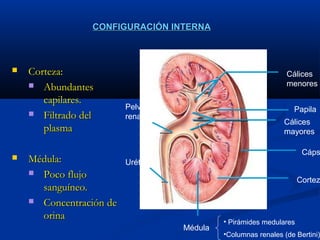 CONFIGURACIÓN INTERNACONFIGURACIÓN INTERNA
Médula
Cáps
Cortez
Papila
Cálices
menores
Cálices
mayores
Pelvis
renal
Uréter
• Pirámides medulares
•Columnas renales (de Bertini)
 Corteza:Corteza:
 AbundantesAbundantes
capilares.capilares.
 Filtrado delFiltrado del
plasmaplasma
 Médula:Médula:
 Poco flujoPoco flujo
sanguíneo.sanguíneo.
 Concentración deConcentración de
orinaorina
 