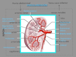 VASCULARIZACIÓNVASCULARIZACIÓN
Arteria renal
Renal posterior
Segmentaria
superior
Segmentaria
inferior
Segmentaria
antero superior
Segmentaria
antero inferior Suprarrenal
Inferior
Ureteral
Interlobulares
Arciformes
Radiales
 