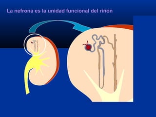 La nefrona es la unidad funcional del riñón
 