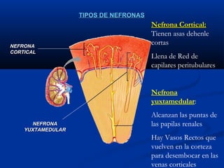 TIPOS DE NEFRONASTIPOS DE NEFRONAS
NEFRONANEFRONA
CORTICALCORTICAL
NEFRONANEFRONA
YUXTAMEDULARYUXTAMEDULAR
Nefrona Cortical:Nefrona Cortical:
Tienen asas dehenle
cortas
Llena de Red de
capilares peritubulares
Nefrona
yuxtamedular:
Alcanzan las puntas de
las papilas renales
Hay Vasos Rectos que
vuelven en la corteza
para desembocar en las
venas corticales
 
