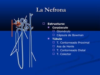 La NefronaLa Nefrona
 Estructura:
 Corpúsculo
 Glomérulo
 Cápsula de Bowman
 Túbulo
 T. Contorneado Proximal
 Asa de Henle
 T. Contorneado Distal
 T. Colector
AA
AE
 