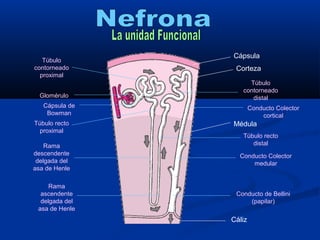 Cápsula
Corteza
Médula
Cáliz
Túbulo
contorneado
proximal
Glomérulo
Cápsula de
Bowman
Túbulo recto
proximal
Rama
descendente
delgada del
asa de Henle
Rama
ascendente
delgada del
asa de Henle
Túbulo recto
distal
Túbulo
contorneado
distal
Conducto Colector
cortical
Conducto Colector
medular
Conducto de Bellini
(papilar)
 