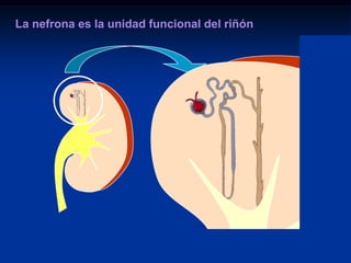 Concentración de orinaCálices menoresPelvis renalPapilaCálices mayoresCápsulaUréterCorteza Pirámides medularesMédulaColumnas renales (de Bertini)Funciones específicas del riñónFUNCION REGULADORARegulación del equilibriohidroelectrolítico y ácido-base