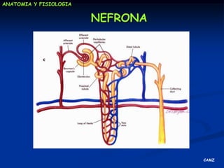 Regulando el contenido de agua: Osmolaridad