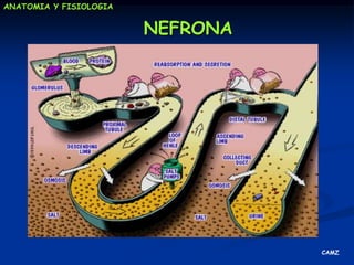 Regulando el contenido de sodio: Volumen