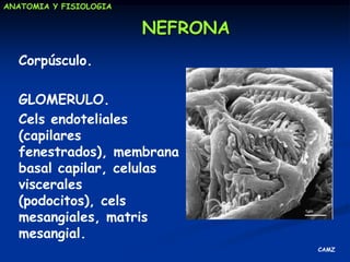 Regulando el equilibrioácido-base. Sistema a largo plazoCOMPOSICIÓN DEL PLASMA  Plasma  Líq. Intersticial		CélulaNo electrolitosH2CO3H2CO3HCO3-K+157Na+152HCO3-27PO4-3152Cl –113HPO3-24K+5Ác. Org.6Prot –74Na+14Ca+25Prot –16Mg+226Mg+23