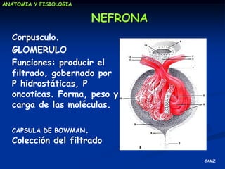 Funciones específicas del riñónFUNCION EXCRETORADepuraciónplasmática