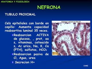 Excreción de productosdesechometabolico