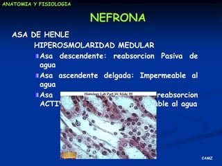 Excreción de sustanciasingeridasFunciones específicas del riñónFUNCION METABOLICASíntesis y degradación de hormonas