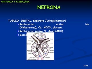 gluconeogénesisREGULACION DE LA PRESION ARTERIALMecanismosdiversos y complementarios  de forma sostenidaLa nefrona es la unidad funcional del riñón