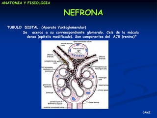 ANATOMIA Y FISIOLOGIANEFRONACAMZ