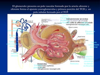 ANATOMIA Y FISIOLOGIANEFRONACAMZ