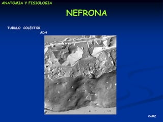 ANATOMIA Y FISIOLOGIANEFRONACorpusculo.GLOMERULOFunciones: producir el filtrado, gobernado por P hidrostáticas, P oncoticas. Forma, peso y carga de las moléculas.CAPSULA DE BOWMAN. Colección del filtradoCAMZ