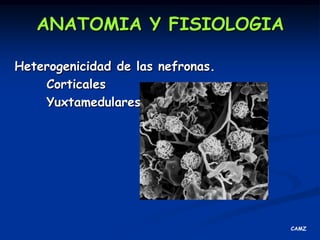 ANATOMIA Y FISIOLOGIANEFRONATUBULO PROXIMALCels epiteliales con borde en cepillo: Aumenta capacidad reabsortiva luminal 35 veces.Reabsorcion ACTIVA de glucosa, , prot, aa s, vitaminas, cetoacidos, Ac urico, Na, K, Ca (PTH), sulfatos, HCO3 Reabsorcion pasiva de Cl, Agua, urea Secrecion H+CAMZ