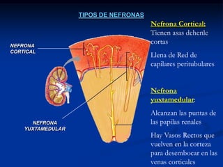 ANATOMIA Y FISIOLOGIANEFRONAASA DE HENLE	HIPEROSMOLARIDAD MEDULARAsa descendente: reabsorcion Pasiva de aguaAsa ascendente delgada: Impermeable al agua Asa ascendente gruesa: reabsorcion ACTIVA de Cl, Na, K, impermeable al aguaCAMZ