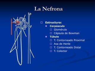 ANATOMIA Y FISIOLOGIANEFRONATUBULO  DISTAL. (Aparato Juxtaglomerular)Reabsorcion activa Na (Aldosterona), Ca, HCO3, glucosa.Reabsorcion pasiva Cl, Agua (ADH)Secrecion H+, K.CAMZ