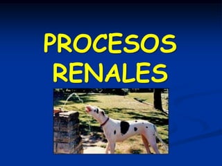 ANATOMIA Y FISIOLOGIANEFRONATUBULO  DISTAL. (Aparato Yuxtaglomerular)Se  acerca a su correespondienteglomerulo. Cels de la mácula densa (epitelio modificado). Son componentes del  AJG (renina)ºCAMZ
