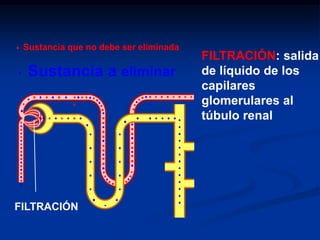 CELULAS DEL APARATO YUXTAGLOMERULAR
