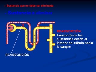 ANATOMIA Y FISIOLOGIANEFRONATUBULO  COLECTOR.		ADHCAMZ