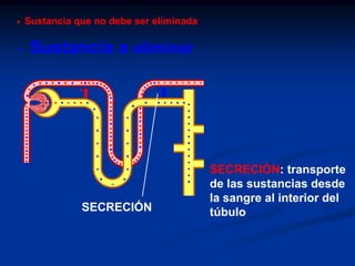 ANATOMIA Y FISIOLOGIAHeterogenicidad de las nefronas.	CorticalesYuxtamedularesCAMZ
