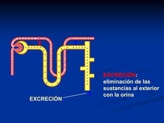 TIPOS DE NEFRONASNefrona Cortical: Tienen asas dehenle cortas Llena de Red de capilares peritubulares Nefrona yuxtamedular:Alcanzan las puntas de las papilas renales Hay Vasos Rectos que vuelven en la corteza para desembocar en las venas corticalesNEFRONA CORTICALNEFRONA YUXTAMEDULAR