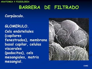 La NefronaEstructura: