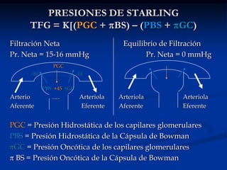 T. Contorneado Proximal