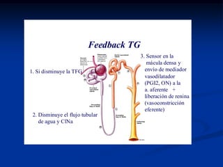 PROCESOS RENALESFiltración