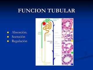 EXCRECIÓN: eliminación de las sustancias al exterior con la orinaEXCRECIÓN