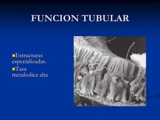 ANATOMIA Y FISIOLOGIABARRERA  DE  FILTRADOCorpúsculo.GLOMERULO. Cels endoteliales (capilares fenestrados), membrana basal capilar, celulas viscerales (podocitos), cels mesangiales, matris mesangial.CAMZ