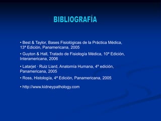 Microscopia Electronica de BarridoPodocitoPedicelosEndotelio fenestradoMembrana BasalMEMBRANA DE FILTRACIÓN GLOMERULARPODOCITOMEMBRANA BASALENDOTELIO