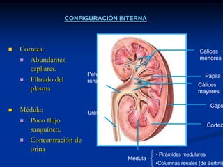 CONFIGURACIÓN INTERNACorteza: