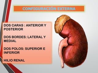 DOS CARAS : ANTERIOR Y
POSTERIOR
DOS BORDES: LATERAL Y
MEDIAL
DOS POLOS: SUPERIOR E
INFERIOR
HILIO RENAL
 