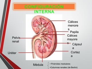 CONFIGURACIÓN
INTERNA
Médula
Cápsul
a
Cortez
a
Papila
Cálices
menore
s
Cálices
mayore
s
Pelvis
renal
Uréter
• Pirámides medulares
•Columnas renales (de Bertini)
 