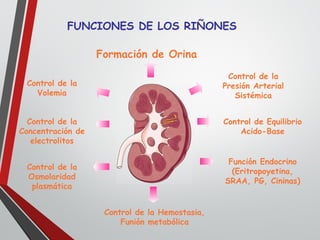 FUNCIONES DE LOS RIÑONES
Formación de Orina
Control de la
Volemia
Control de la
Presión Arterial
Sistémica
Control de Equilibrio
Acido-Base
Control de la
Concentración de
electrolitos
Control de la
Osmolaridad
plasmática
Función Endocrino
(Eritropoyetina,
SRAA, PG, Cininas)
Control de la Hemostasia,
Funión metabólica
 