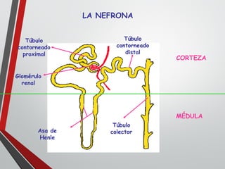 LA NEFRONA
Asa de
Henle
Glomérulo
renal
Túbulo
contorneado
proximal
Túbulo
contorneado
distal
Túbulo
colector
CORTEZA
MÉDULA
 